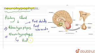 Name the hormones released by neurohypophysis [upl. by Alludba]