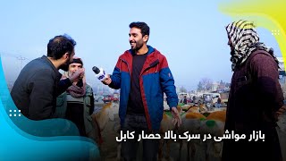 Livestock market at Bala Hesar road Kabul  بازار مواشی در سرک بالا حصار کابل [upl. by Reifnnej]