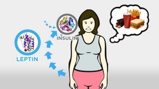 The Skinny on Obesity Ep 3 Hunger and Hormones A Vicious Cycle [upl. by Nicol441]