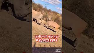 कभी कभी पीछे हटने में ही भलाई होती है animal motivation sorts [upl. by Czarra574]