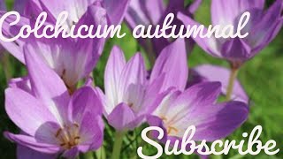 colchicum autumnal [upl. by Oicaroh]