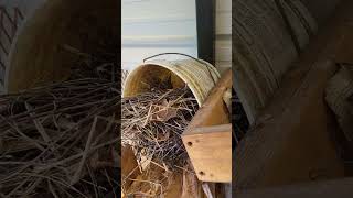 Birdnest in Bucket They will build anywhere [upl. by Annahoj]