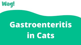 Gastroenteritis in Cats  Wag [upl. by Lander]