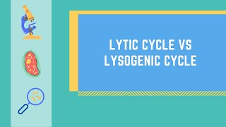 Lytic Cycle vs Lysogenic Cycle Made EASY [upl. by Raclima818]