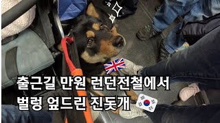 런던전철🇬🇧 출근길에 이미 적응된 한국진돗개 [upl. by Opportina]