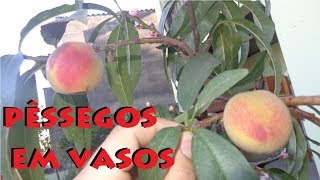 Como Cultivar Pêssegos em Vasos [upl. by Villiers68]