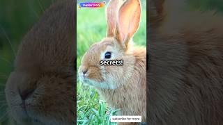 Rabbit Secrets What You Didnt Know pets animals cute rabbit funny [upl. by Farrish]