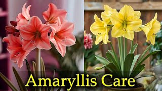 How To Grow and Care Amaryllis plant  Amaryllis bulbs [upl. by Close]