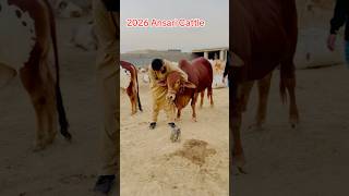 Mashaallah Animal love animallover [upl. by Schaab153]