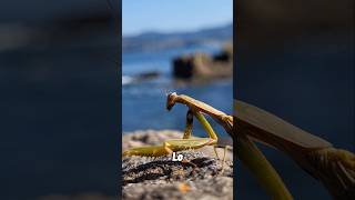 Un bicheo variado por Galicia rapaziño galicia naturaleza [upl. by Ameyn]