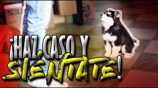 Cómo EMPEZAR a entrenar a mi perrocachorro y a sentarse  Adiestramiento Canino  MartGon [upl. by Burtie]