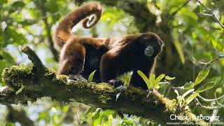 Yellow Tailed Woolly Monkey [upl. by Anelac25]