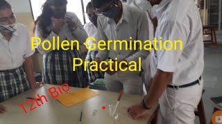 POLLEN Germination Class 12th practical Term1 [upl. by Ahrendt]