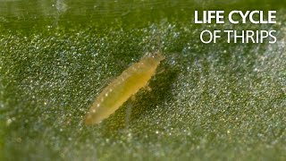 The life cycle of thrips [upl. by Ailemrac]