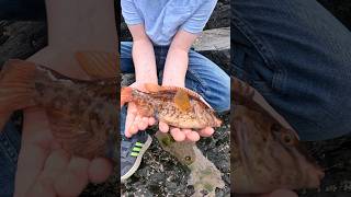 AWESOME FISHING TRIP COLOURFUL WRASSE fishing shorts fish shortvideo summer nature sea [upl. by Sorodoeht661]