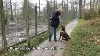 Antijagdtraining für Hunde mit AntijagdtrainingSpezialistin Pia Gröning [upl. by Naujd]