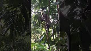 Amazing and Active Monkey Admiring the Nature View shortvideo wildlife primate thomsonnaturepark [upl. by Adliwa258]