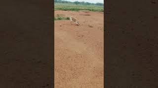 💥🐕இது பந்து 🤣 vadivel comedyshorts ytshorts viralvideo shortsfeed kavalan comedy vijay viral [upl. by Atena456]