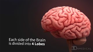 Lobes of the Brain [upl. by Hoshi463]