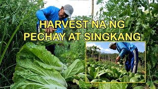 HARVEST NA NG PECHAY AT SINGKANG [upl. by Reisinger]