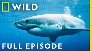 Killers of the Ocean Orcas vs Great Whites Full Episode  Nat Geo Wild [upl. by Oigimer]