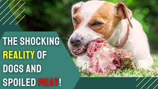 Can Dogs Eat Spoiled Meat Helpful Guide For Dog Owners [upl. by Toback]