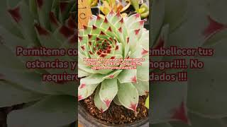 Siempre viva Sempervivum tectorum var calcareum [upl. by Reerg56]