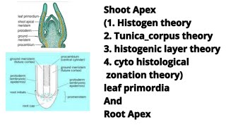 Shoot Apex  histogen theory Tunica corpus theory etc leaf primordia and Root Apex [upl. by Riancho19]