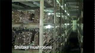 Phillips Mushroom Farms in Kennett Square [upl. by Curzon]