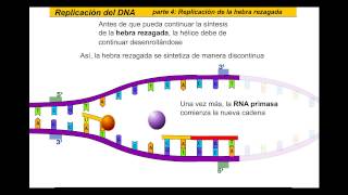 Replicación del ADN Español [upl. by Edahs]