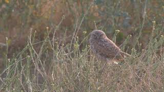 Burrowing Owl of Southern California [upl. by Zednanref]