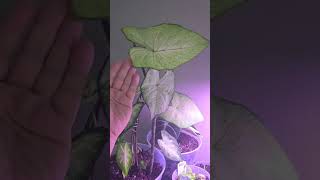 Plants Update on the bigger leaves [upl. by Nohcim771]