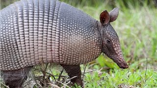 Amazing Facts About Armadillos [upl. by Lesya]