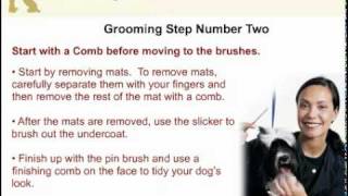 5 Routine Grooming Steps For A Lhasa Apso [upl. by Stauffer165]