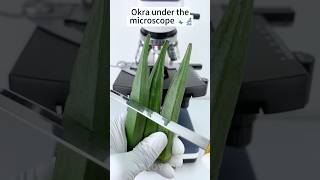 Okra under the microscope 🔬amazing facts experiment [upl. by Annaiuq]