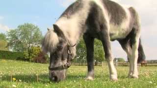 Family pony Shadow is Rehomed Horse of the Year 2013 [upl. by Nivonod]