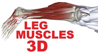 Muscles of the Leg Anatomy Part 4  Lateral Compartment [upl. by Ramal]