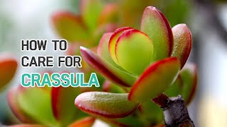 BEST TIPS  HOW TO CARE FOR CRASSULA SUCCULENTS [upl. by Ahsinik]