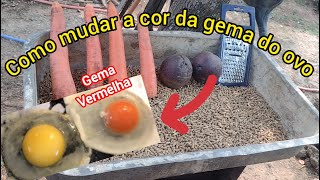 Como mudar a cor da gema do ovo Dica para ter ovos com a gema vermelha [upl. by Eizzo904]