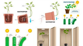 Tropic Movement class Xth Biology biology science class10 tropism yt [upl. by Assin]