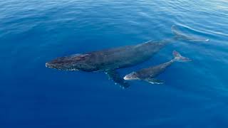 Incredible Whale Watching Footage  Maui Whale Watching Boat Tours [upl. by Nnylak]