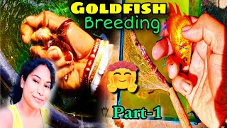 Gold Fish Breeding Project  Gold Fish Breeding setup lodedgoldfish goldfishtank fishvlog [upl. by Fernande428]