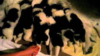 Newfoundland puppies 3 weeks old [upl. by Naicad922]