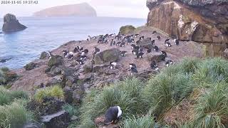 TawakiCam  Erectcrested penguins in Anchorage Bay Antipodes Island [upl. by Etteiram]