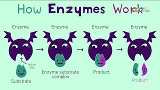 HTV7 Sức khỏe đời sống  ENZYME [upl. by Bozuwa]