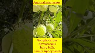 Gomphocarpus physocarpus hairy balls botany botanylifescience trending gardening [upl. by Elocin68]