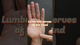 Lumbrical Nerves of the Hand anatomy [upl. by Okimik]