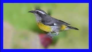 Reinita Cantando  Bananaquit Singing  Coereba Flaveola [upl. by Ellennahs886]