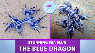 The Blue Dragon  Stunning Sea Slug  Glaucus Atlanticus [upl. by Waiter]