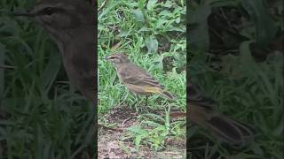 Palm Warbler visiting the backyard [upl. by Cralg]